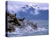 Stellar Sea Lions, Glacier Bay, Alaska, USA-Gavriel Jecan-Stretched Canvas