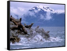 Stellar Sea Lions, Glacier Bay, Alaska, USA-Gavriel Jecan-Framed Stretched Canvas