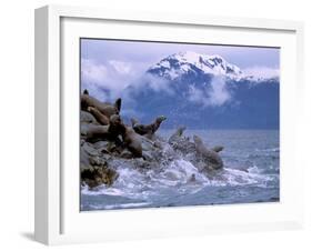 Stellar Sea Lions, Glacier Bay, Alaska, USA-Gavriel Jecan-Framed Premium Photographic Print