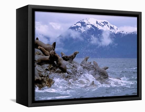 Stellar Sea Lions, Glacier Bay, Alaska, USA-Gavriel Jecan-Framed Stretched Canvas