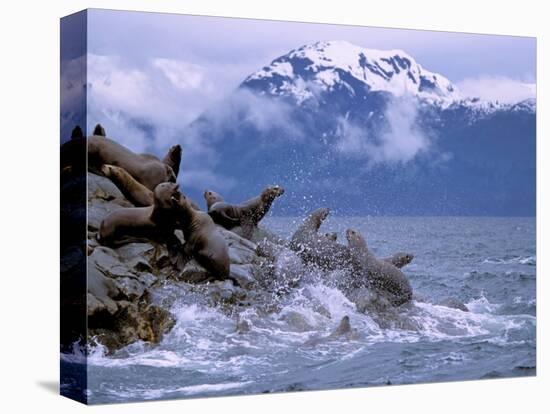 Stellar Sea Lions, Glacier Bay, Alaska, USA-Gavriel Jecan-Stretched Canvas