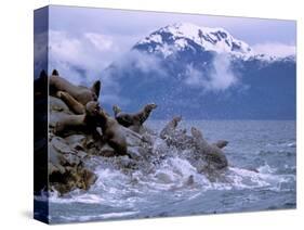 Stellar Sea Lions, Glacier Bay, Alaska, USA-Gavriel Jecan-Stretched Canvas