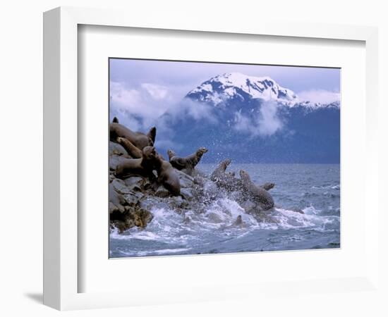 Stellar Sea Lions, Glacier Bay, Alaska, USA-Gavriel Jecan-Framed Photographic Print