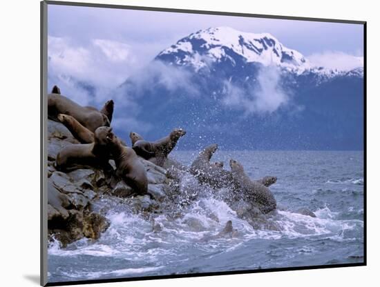 Stellar Sea Lions, Glacier Bay, Alaska, USA-Gavriel Jecan-Mounted Photographic Print