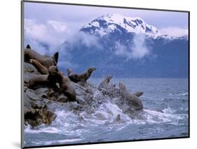 Stellar Sea Lions, Glacier Bay, Alaska, USA-Gavriel Jecan-Mounted Photographic Print