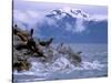 Stellar Sea Lions, Glacier Bay, Alaska, USA-Gavriel Jecan-Stretched Canvas