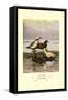 Stellars and Spectacled Eiders-Allan Brooks-Framed Stretched Canvas