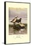 Stellars and Spectacled Eiders-Allan Brooks-Framed Stretched Canvas