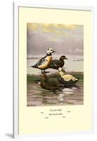 Stellars and Spectacled Eiders-Allan Brooks-Framed Art Print