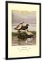 Stellars and Spectacled Eiders-Allan Brooks-Framed Art Print