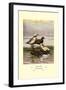 Stellars and Spectacled Eiders-Allan Brooks-Framed Art Print