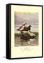 Stellars and Spectacled Eiders-Allan Brooks-Framed Stretched Canvas