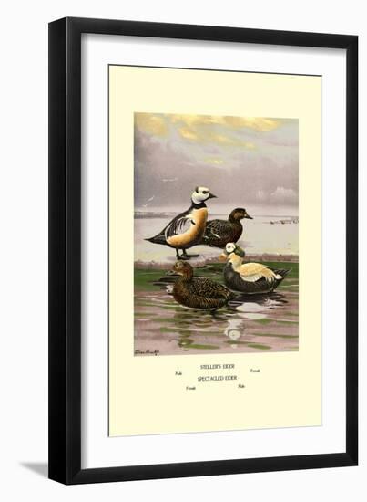 Stellars and Spectacled Eiders-Allan Brooks-Framed Art Print