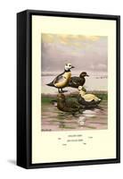 Stellars and Spectacled Eiders-Allan Brooks-Framed Stretched Canvas