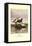 Stellars and Spectacled Eiders-Allan Brooks-Framed Stretched Canvas