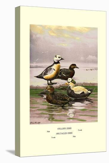 Stellars and Spectacled Eiders-Allan Brooks-Stretched Canvas