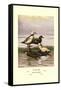 Stellars and Spectacled Eiders-Allan Brooks-Framed Stretched Canvas