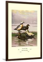 Stellars and Spectacled Eiders-Allan Brooks-Framed Art Print