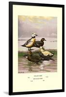 Stellars and Spectacled Eiders-Allan Brooks-Framed Art Print