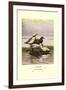 Stellars and Spectacled Eiders-Allan Brooks-Framed Art Print