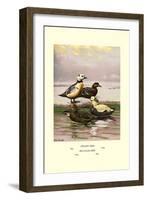 Stellars and Spectacled Eiders-Allan Brooks-Framed Art Print