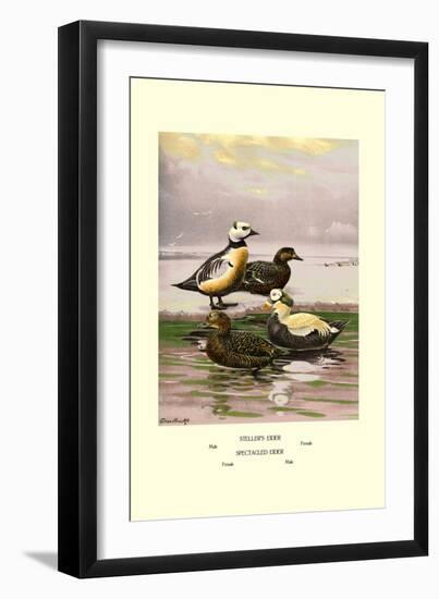 Stellars and Spectacled Eiders-Allan Brooks-Framed Art Print