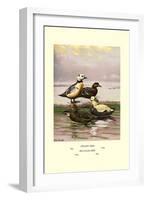 Stellars and Spectacled Eiders-Allan Brooks-Framed Art Print