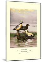 Stellars and Spectacled Eiders-Allan Brooks-Mounted Art Print