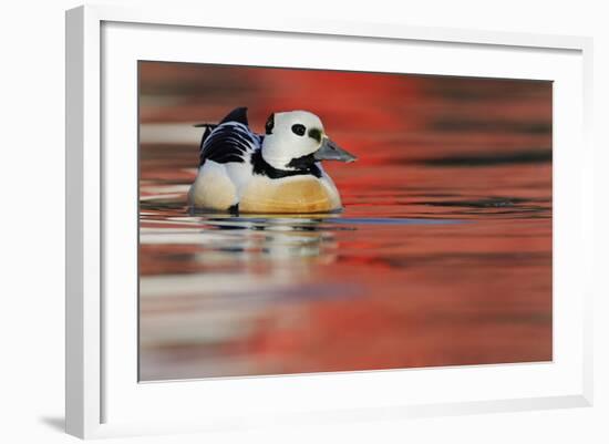 Steller's Eider Duck (Polysticta Stelleri) Batsfjord Village Harbour with Red Reflections-Staffan Widstrand-Framed Photographic Print