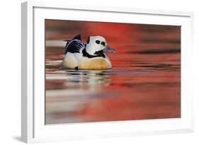 Steller's Eider Duck (Polysticta Stelleri) Batsfjord Village Harbour with Red Reflections-Staffan Widstrand-Framed Photographic Print