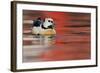 Steller's Eider Duck (Polysticta Stelleri) Batsfjord Village Harbour with Red Reflections-Staffan Widstrand-Framed Photographic Print