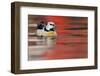 Steller's Eider Duck (Polysticta Stelleri) Batsfjord Village Harbour with Red Reflections-Staffan Widstrand-Framed Photographic Print