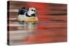 Steller's Eider Duck (Polysticta Stelleri) Batsfjord Village Harbour with Red Reflections-Staffan Widstrand-Stretched Canvas