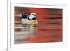 Steller's Eider Duck (Polysticta Stelleri) Batsfjord Village Harbour with Red Reflections-Staffan Widstrand-Framed Photographic Print