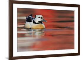 Steller's Eider Duck (Polysticta Stelleri) Batsfjord Village Harbour with Red Reflections-Staffan Widstrand-Framed Photographic Print