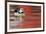 Steller's Eider Duck (Polysticta Stelleri) Batsfjord Village Harbour with Red Reflections-Staffan Widstrand-Framed Photographic Print