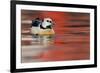 Steller's Eider Duck (Polysticta Stelleri) Batsfjord Village Harbour with Red Reflections-Staffan Widstrand-Framed Photographic Print