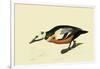 Steller's Eider-John James Audubon-Framed Giclee Print