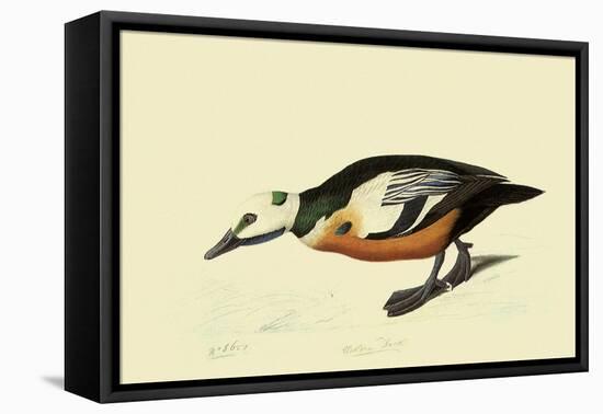 Steller's Eider-John James Audubon-Framed Stretched Canvas