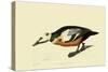 Steller's Eider-John James Audubon-Stretched Canvas