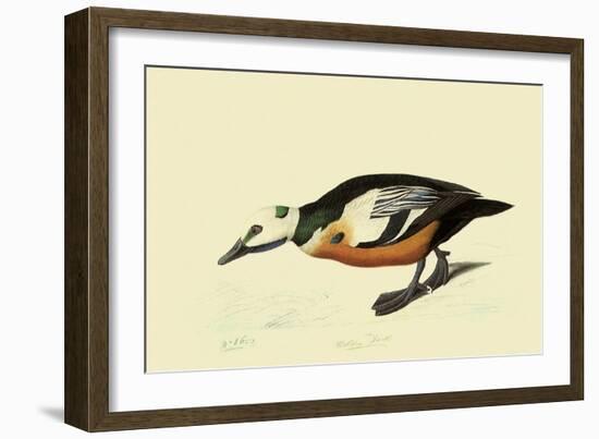 Steller's Eider-John James Audubon-Framed Giclee Print