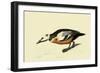 Steller's Eider-John James Audubon-Framed Giclee Print