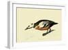 Steller's Eider-John James Audubon-Framed Giclee Print