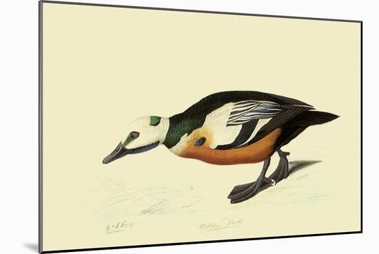 Steller's Eider-John James Audubon-Mounted Giclee Print