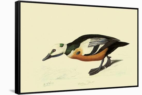 Steller's Eider-John James Audubon-Framed Stretched Canvas