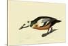 Steller's Eider-John James Audubon-Stretched Canvas