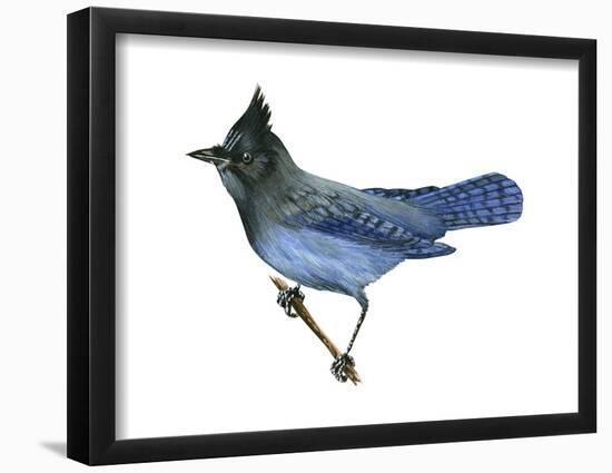 Steller's Jay (Cyanocitta Stelleri), Birds-Encyclopaedia Britannica-Framed Poster