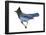 Steller's Jay (Cyanocitta Stelleri), Birds-Encyclopaedia Britannica-Framed Poster