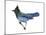 Steller's Jay (Cyanocitta Stelleri), Birds-Encyclopaedia Britannica-Mounted Poster
