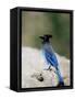 Steller's Jay (Cyanocitta Stelleri), Rocky Mountain National Park, Colorado-James Hager-Framed Stretched Canvas